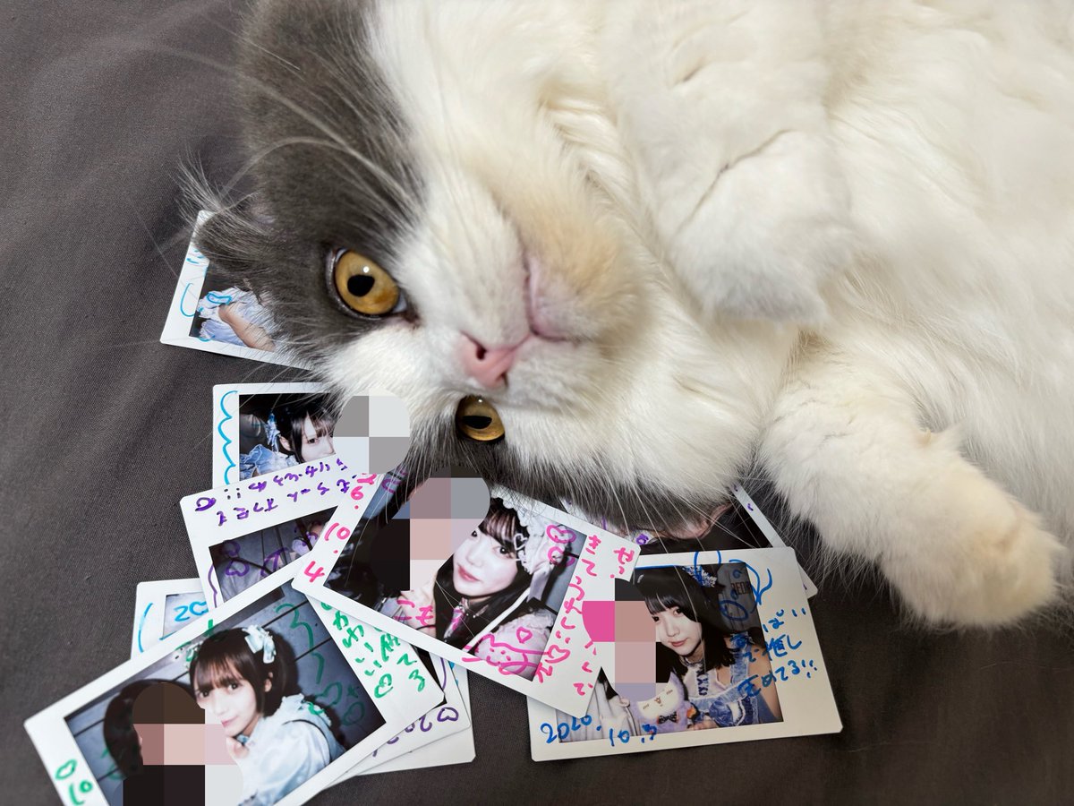 km_OPtO's tweet photo. チェキツイ用の写真撮ろうとしたら。
ねこだからって、つむりかの上で寝ないで？ https://t.co/YHQ5xFn9Lr