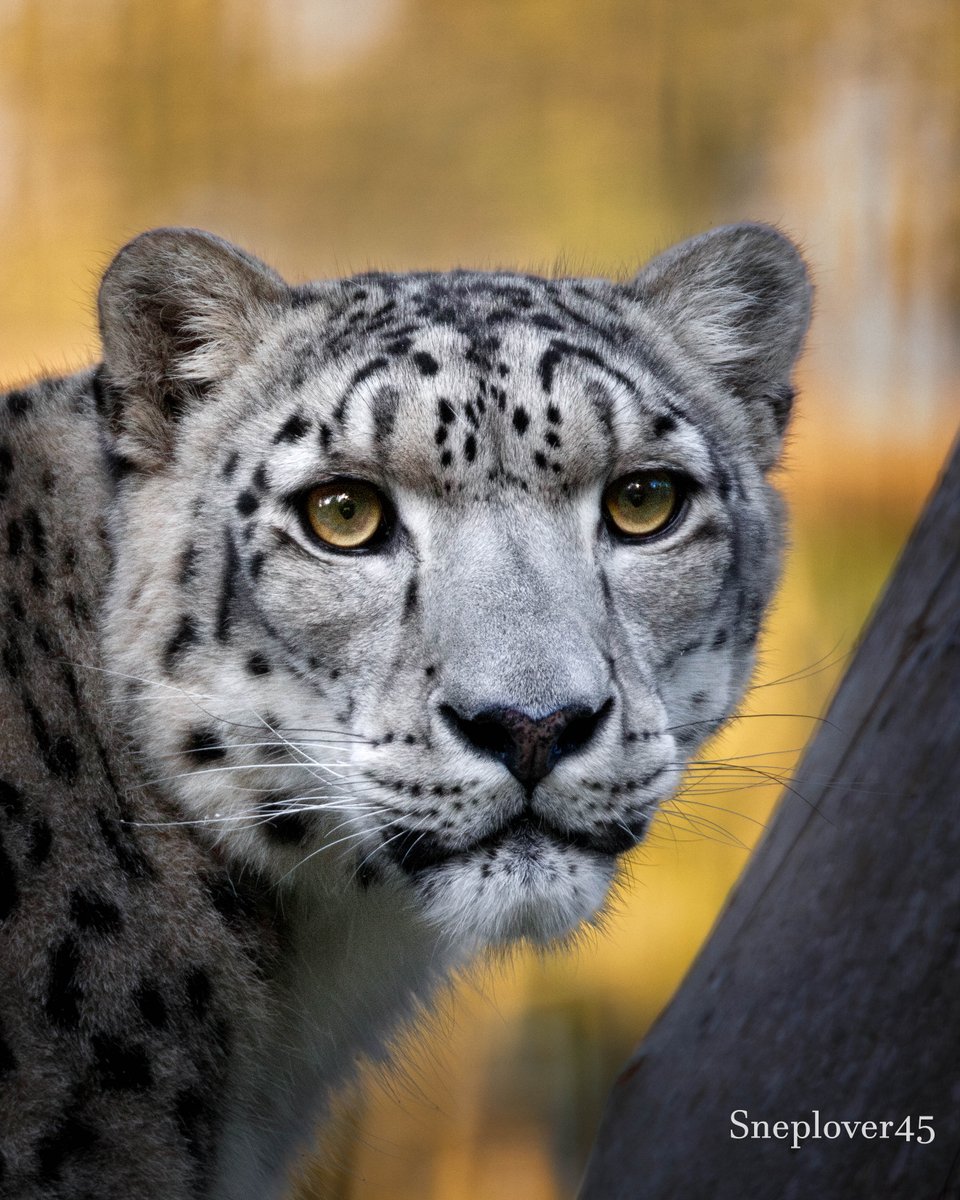 sneplover45's tweet photo. Yesterday's autumn Joep πππ
#Snowleopard #Joep #DierenparkHoenderdaell https://t.co/BTQpxVROHs
