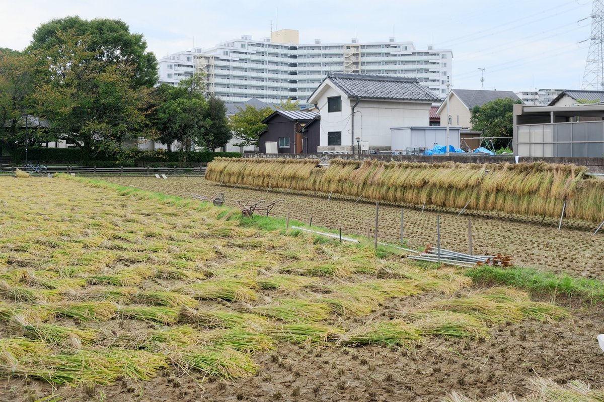 hondaso's tweet photo. 大丸用水東新田堀枝流沿いの水田はちょうど収穫中。
（東京都稲城市）

#東京の水田 https://t.co/MzVaEcTBUM