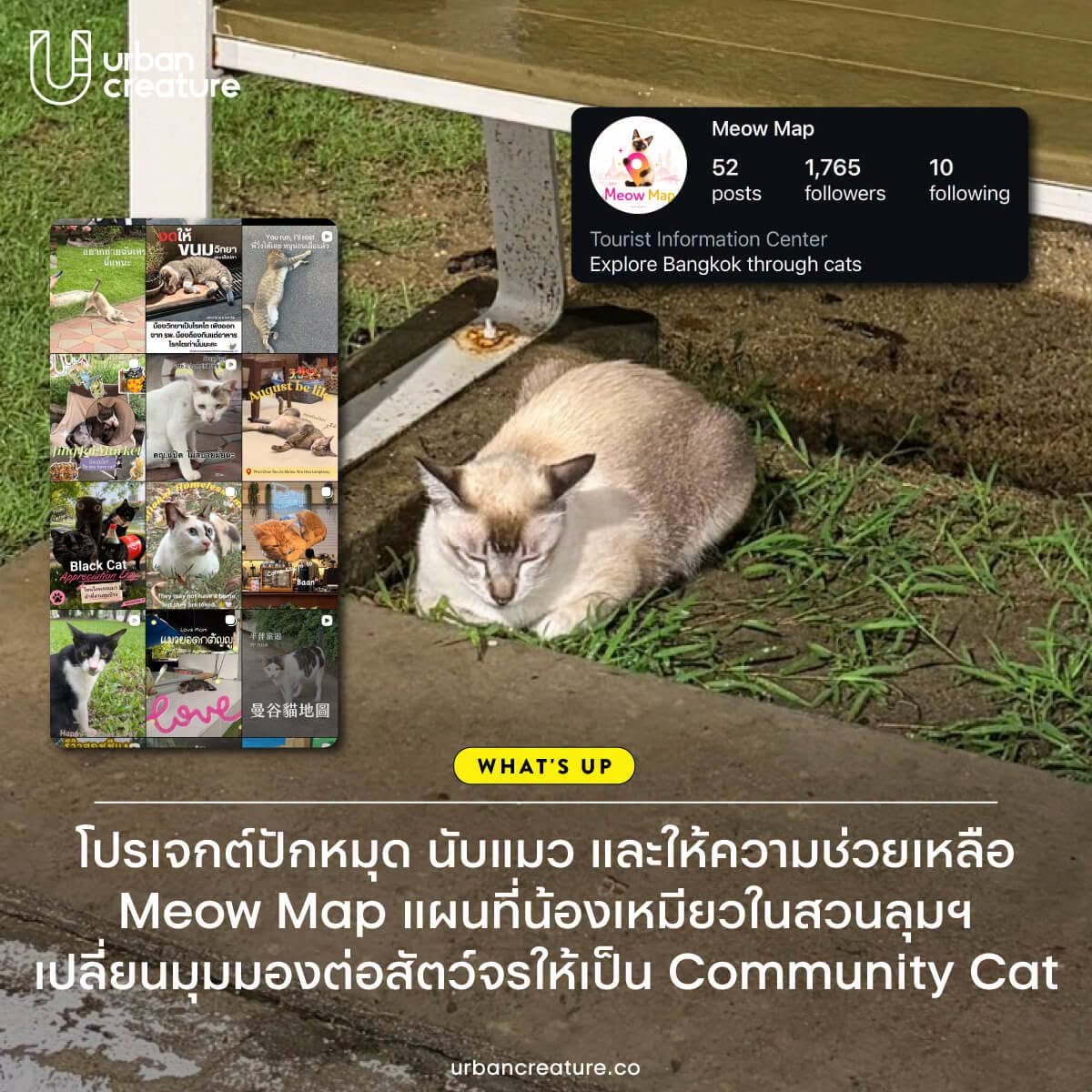 UrbanCreatureTH's tweet photo. รู้จักกับโปรเจกต์ Meow Map ที่ชวนมาร่วมกันนับแมว บันทึกจำนวน และเก็บรายละเอียดแต่ละตัวในสวนลุมฯ เพื่อให้ง่ายต่อการดูแลเหล่าแมวในอนาคต อีกทั้งยังต้องการทำให้คนมองเห็น ‘คนที่ดูแลแมว’ ด้วย คนที่ต้องการช่วยเหลือจะได้สนับสนุนอาหารหรือสิ่งจำเป็นให้อาสาสมัครในพื้นที่ได้โดยตรง https://t.co/E94Xa7G5rY