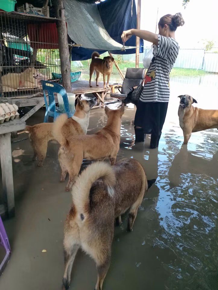 malimalineee's tweet photo. ขอความช่วยเหลือค่ะน้องหมา 9 ตัวแช่น้ำมา 2 อาทิตย์แล้ว จนน้องบางตัวมีอาการตัวซีดเท้าเปื่อยและหนาวสั่น เกรงว่าจะเป็นปอดบวม ตอนนี้ต้องการเครื่องสูบน้ำเพื่อจะสูบน้ำที่ขังออกจากในบ้านด่วนมากๆค่ะ 

เคยแจ้งอบตไปแล้วแต่ก็เงียบหาย เลยอยากขอหน่วยงานที่สามารถช่วยเหลือได้ได้โปรดช่วยด้วยตอนนี้ไม่ไหวแล้วจริงๆทั้งคนทั้งหมาแช่ในน้ำขังมา 2 อาทิตย์แล้ว

พิกัด บ้านเลขที่ 10/3หมู่2
#ซอยคลองหกตะวันออก28
ต. #คลองหก อ. #คลองหลวง
จ. #ปทุมธานี 12120

ติดต่อ
คุณอวยพร ธีรสถาพร
เบอร์โทร 089 3341125

ได้โปรดช่วยแชร์ด้วยนะคะบางที 1 แชร์ของเพื่อนๆอาจจะทำให้น้องๆทั้ง 9 ชีวิตและเจ้าของได้รับความช่วยเหลือรวดเร็วขึ้นก็ได้