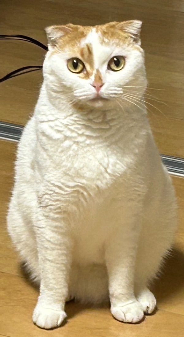 ranraruko's tweet photo. 昨日4歳になりました
おめでとうと言って https://t.co/RJT6Dfgpgo