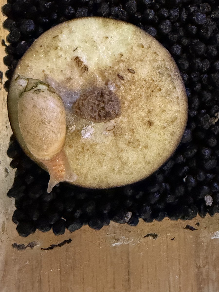 pomjirou's tweet photo. ロイコinオカモノアラガイ、だいぶ弱って見えるのに今朝からまた食べ始めた。野菜に付いてきた先住民のマイコさん種不明は動物性飼料（レ���パブレンド）も食べるけど、オカモノさんは食べないですね。マイコさん、一カ月前はソイル一粒の大きさだったけど、めっちゃ食べるからすごい成長した！ https://t.co/FYIxkwFbxD