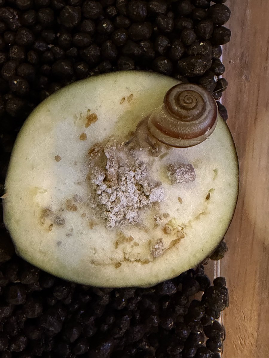 pomjirou's tweet photo. ロイコinオカモノアラガイ、だいぶ弱って見えるのに今朝からまた食べ始めた。野菜に付いてきた先住民のマイコさん種不明は動物性飼料（レ���パブレンド）も食べるけど、オカモノさんは食べないですね。マイコさん、一カ月前はソイル一粒の大きさだったけど、めっちゃ食べるからすごい成長した！ https://t.co/FYIxkwFbxD