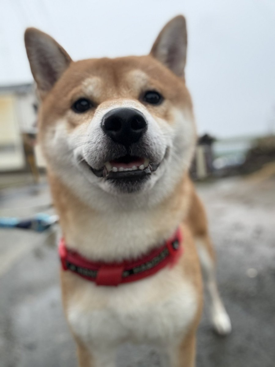 kota_m418's tweet photo. ここのところ慣れないこともあり

なかなかこたろうの散歩撮影出来ませんでした

少しずつ慣れてきて毎日は出来なくても無理のない範囲で今日から週に何回かは投稿していこうと思っています

これからまたこたろうと飼い主をよろしくお願いします🙇‍♀️🐕

#イマソラ #ポートレート https://t.co/eq3L2uZu1e