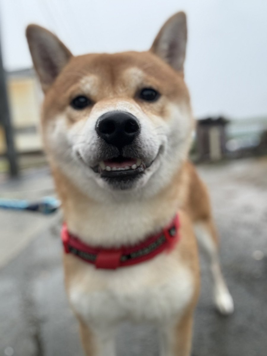 kota_m418's tweet photo. ここのところ慣れないこともあり

なかなかこたろうの散歩撮影出来ませんでした

少しずつ慣れてきて毎日は出来なくても無理のない範囲で今日から週に何回かは投稿していこうと思っています

これからまたこたろうと飼い主をよろしくお願いします🙇‍♀️🐕

#イマソラ #ポートレート https://t.co/eq3L2uZu1e
