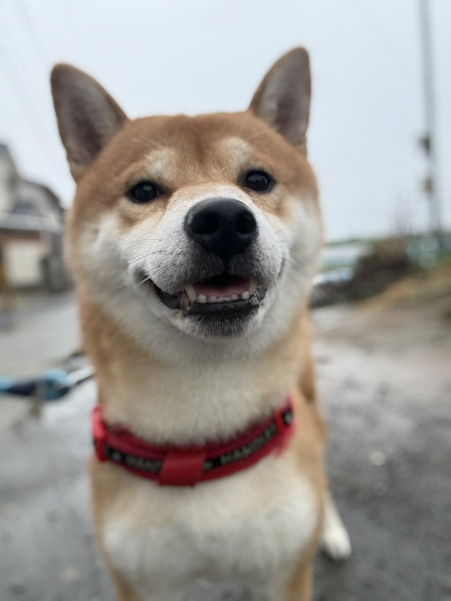 kota_m418's tweet photo. ここのところ慣れないこともあり

なかなかこたろうの散歩撮影出来ませんでした

少しずつ慣れてきて毎日は出来なくても無理のない範囲で今日から週に何回かは投稿していこうと思っています

これからまたこたろうと飼い主をよろしくお願いします🙇‍♀️🐕

#イマソラ #ポートレート https://t.co/eq3L2uZu1e