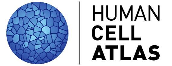 hoheyn's tweet photo. ✨ Honored to step into the role of Vice Co-Chair of the Human Cell Atlas ✨ Working together with our new co-chairs Chloé Villani and Muzz Haniffa, alongside my fellow Vice Co-Chair Shyam Prabhakar.

I can’t imagine a better next leadership team for the @humancellatlas. Beyond their strong track record, it’s a pleasure to work with such thoughtful and collaborative colleagues. This is a particularly meaningful moment for me, having been part of the HCA journey for almost a decade. I have had the privilege of co-chairing the HCA Technology Working Group and Industry Partnership Program, and more recently serving on the HCA 2.0 Task Force, helping shape the vision and strategy for this next phase.

As we move towards HCA 2.0, we are defining the future vision and roadmap for the next generation of the Human Cell Atlas #HCANext10. In my new role, I will specifically focus on leading the HCA technology roadmap, working closely with our technology community as well as biotech and pharma partners to integrate the latest single-cell and spatial technologies into the HCA roadmap. I’m very grateful to the HCA community for the trust. Excited for the next chapter of the Human Cell Atlas and for what we can build together.

@sangerinstitute @broadinstitute @ASTARsg @cnag_eu