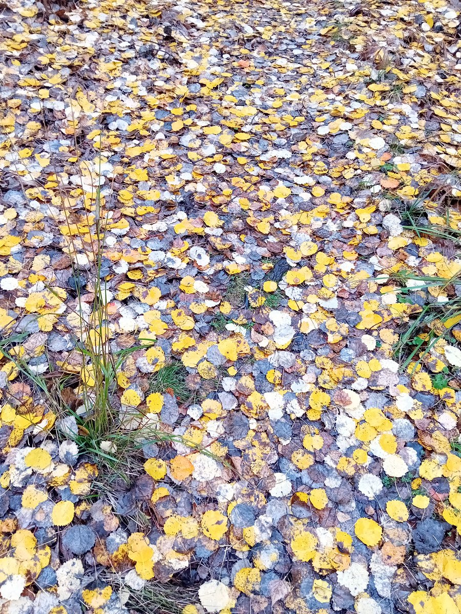 SorvariT's tweet photo. På skogspromenaden kunde jag inte se marken för löven. Skogen har klätt sig i höstens kammouflage... https://t.co/Kz8PSm0S0g
