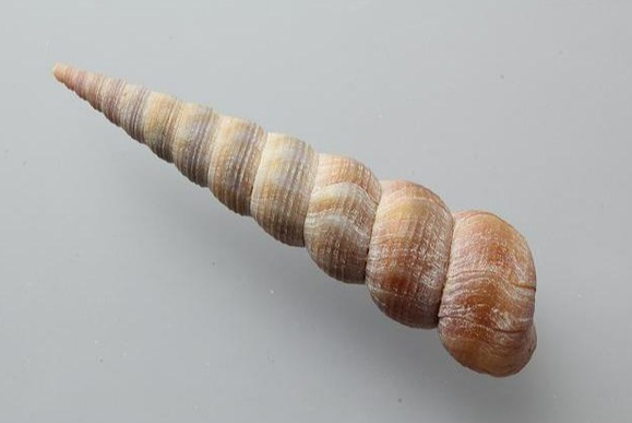 ElizabethFzv4v's tweet photo. The Bohai cone snail’s unique spiral shell showcases a tiny, delicate white creature wriggling on it, reflecting nature’s weird and wonderful tiny life. https://t.co/PYUonvwZiY