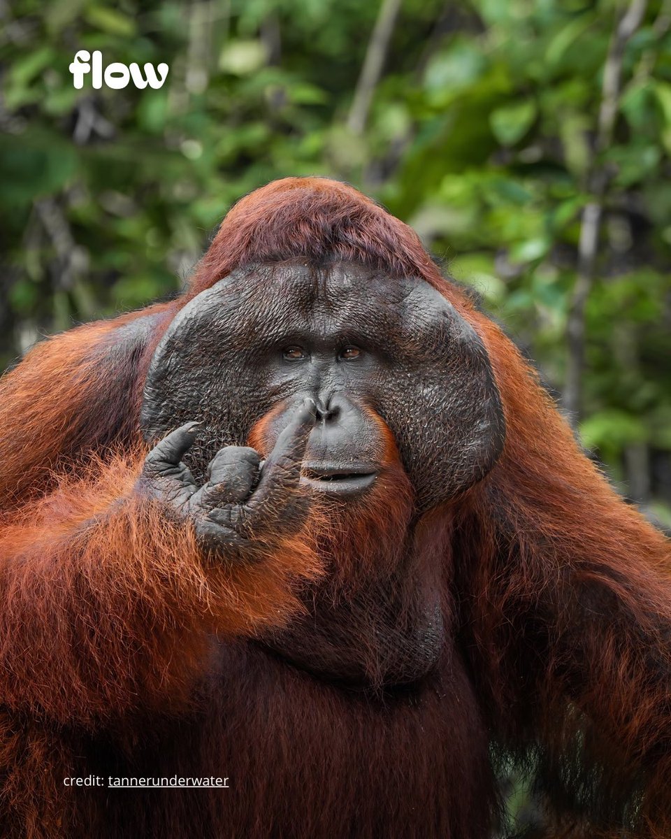 idnflow's tweet photo. Foto orangutan liar yang seolah mengacungkan jari tengah ke kamera karya Tanner Mansell masuk jajaran 40 finalis Nikon Comedy Wildlife Awards 2026 dan pose absurd orangutan ini juara banget.

Fyi, Comedy Wildlife Photography Awards (yang kini disponsori oleh Nikon) adalah kompetisi global tahunan yang menyoroti sisi humoris dari satwa liar di habitat aslinya. Kompetisi ini didirikan oleh fotografer profesional Paul Joynson-Hicks dan Tom Sullam dengan tujuan mempromosikan konservasi satwa liar melalui pesan yang positif dan ringan. Foto-foto primata, khususnya orangutan dan monyet yang menunjukkan ekspresi atau gestur menyerupai manusia, secara historis selalu menjadi langganan favorit juri dan audiens hingga sering menembus babak final dalam kompetisi ini.

credit: @tannerunderwater

#ComedyWildlife #Orangutan #Fotografi #HewanLucu #idnflow
