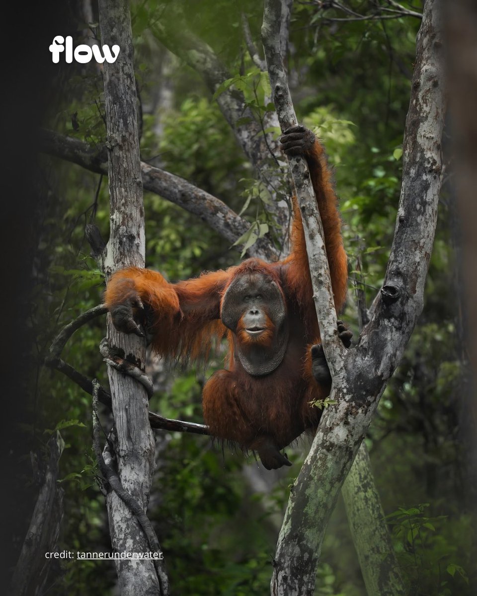 idnflow's tweet photo. Foto orangutan liar yang seolah mengacungkan jari tengah ke kamera karya Tanner Mansell masuk jajaran 40 finalis Nikon Comedy Wildlife Awards 2026 dan pose absurd orangutan ini juara banget.

Fyi, Comedy Wildlife Photography Awards (yang kini disponsori oleh Nikon) adalah kompetisi global tahunan yang menyoroti sisi humoris dari satwa liar di habitat aslinya. Kompetisi ini didirikan oleh fotografer profesional Paul Joynson-Hicks dan Tom Sullam dengan tujuan mempromosikan konservasi satwa liar melalui pesan yang positif dan ringan. Foto-foto primata, khususnya orangutan dan monyet yang menunjukkan ekspresi atau gestur menyerupai manusia, secara historis selalu menjadi langganan favorit juri dan audiens hingga sering menembus babak final dalam kompetisi ini.

credit: @tannerunderwater

#ComedyWildlife #Orangutan #Fotografi #HewanLucu #idnflow