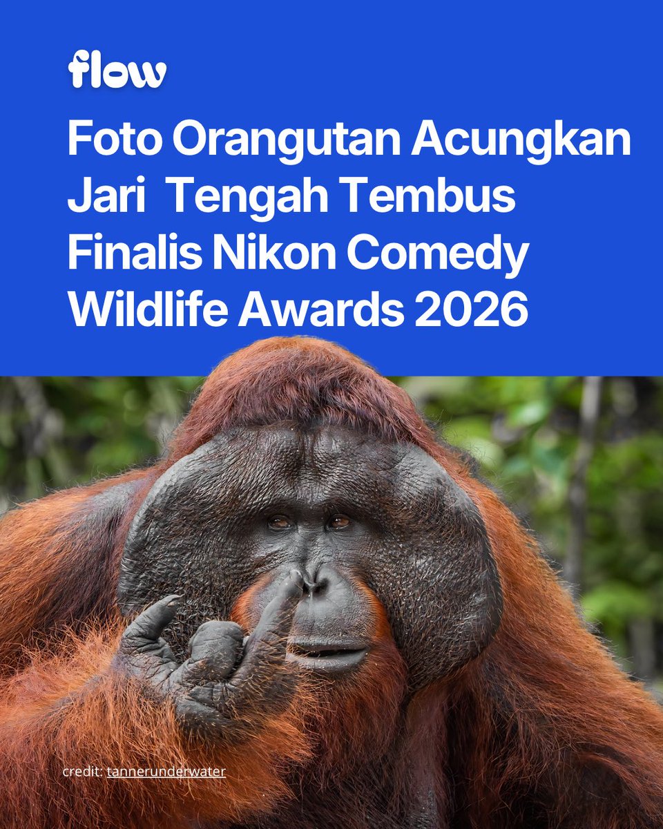 idnflow's tweet photo. Foto orangutan liar yang seolah mengacungkan jari tengah ke kamera karya Tanner Mansell masuk jajaran 40 finalis Nikon Comedy Wildlife Awards 2026 dan pose absurd orangutan ini juara banget.

Fyi, Comedy Wildlife Photography Awards (yang kini disponsori oleh Nikon) adalah kompetisi global tahunan yang menyoroti sisi humoris dari satwa liar di habitat aslinya. Kompetisi ini didirikan oleh fotografer profesional Paul Joynson-Hicks dan Tom Sullam dengan tujuan mempromosikan konservasi satwa liar melalui pesan yang positif dan ringan. Foto-foto primata, khususnya orangutan dan monyet yang menunjukkan ekspresi atau gestur menyerupai manusia, secara historis selalu menjadi langganan favorit juri dan audiens hingga sering menembus babak final dalam kompetisi ini.

credit: @tannerunderwater

#ComedyWildlife #Orangutan #Fotografi #HewanLucu #idnflow