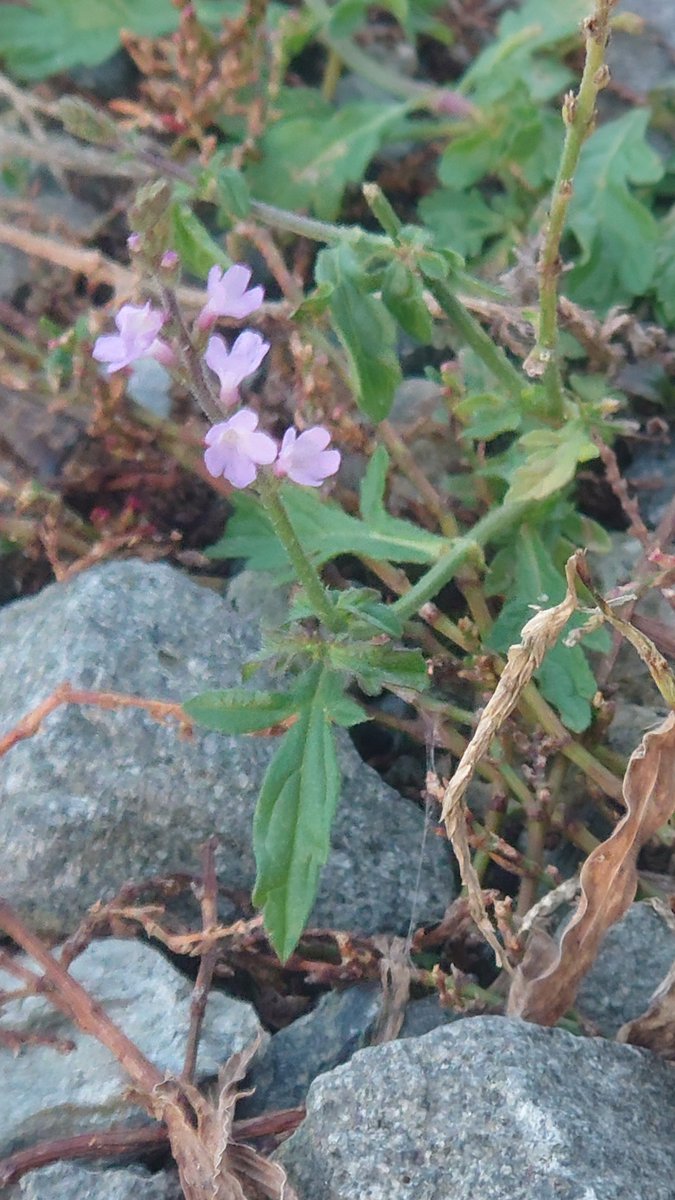 CognosceTe's tweet photo. クマツヅラとやら？
花期は6から9月とあるけども https://t.co/OZz7VsSmBT