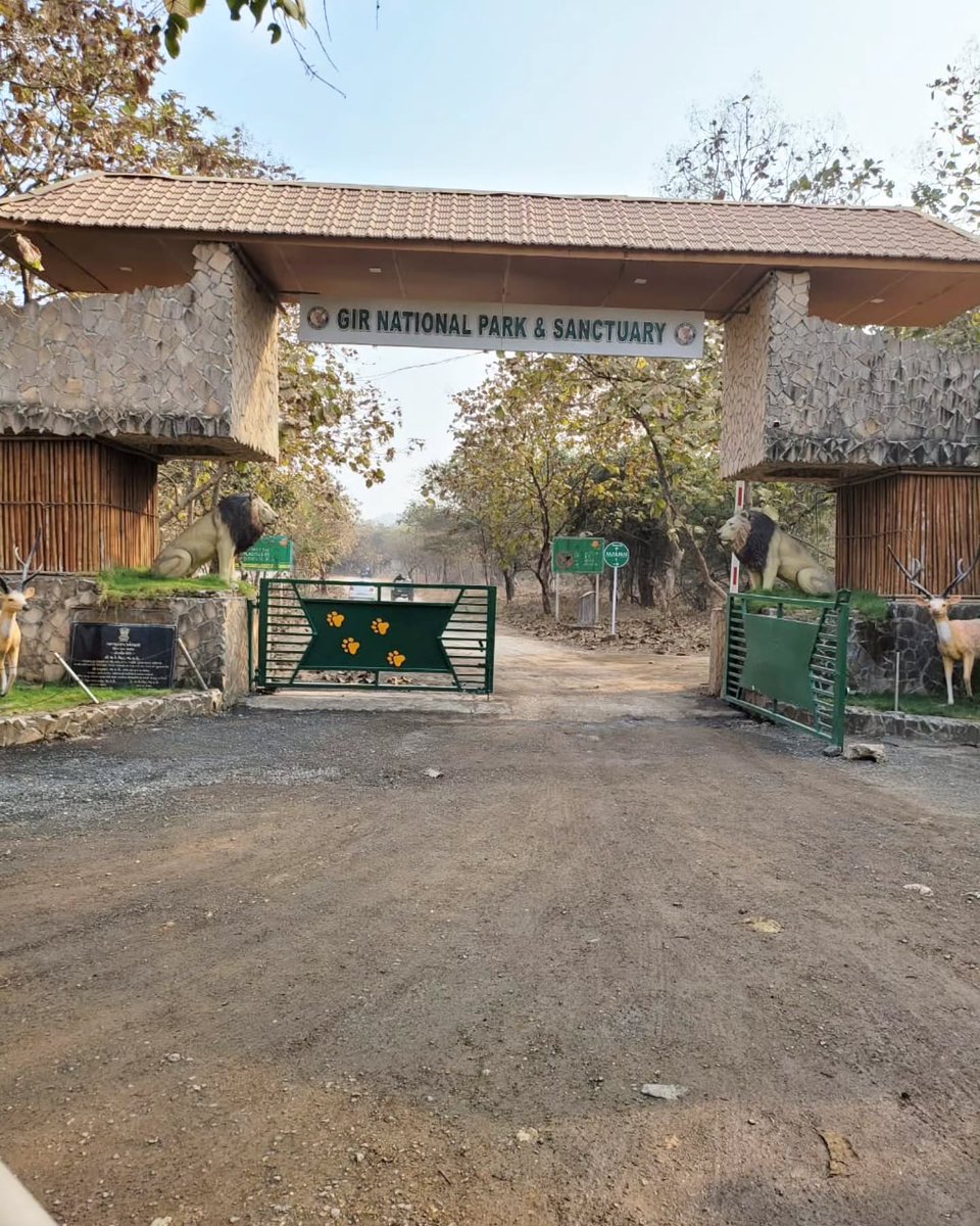 cotisa02's tweet photo. Explore Gir National Park on an unforgettable Jeep safari. Spot wildlife, experience Gujarat’s forests, and make every moment an adventure. Book your next wildlife escape with us: 8510034300 https://t.co/WsL02acq2L