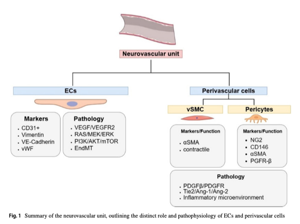 ActaNeuro's tweet photo. #OnlineFirst: Targeted treatments for brain arteriovenous malformations: a review
Check out the full #OpenAccess Acta Neurochirurgica article at: https://t.co/TrRpEe6P17
#neurosurgery #avm https://t.co/fPdv2Q00RV