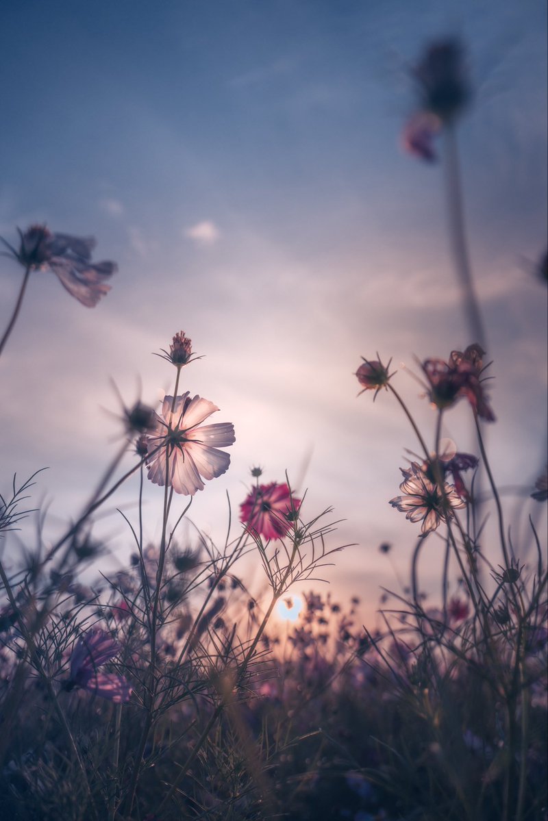 pomu_iyashi's tweet photo. 夕景と秋桜 https://t.co/0n1HPMHINo