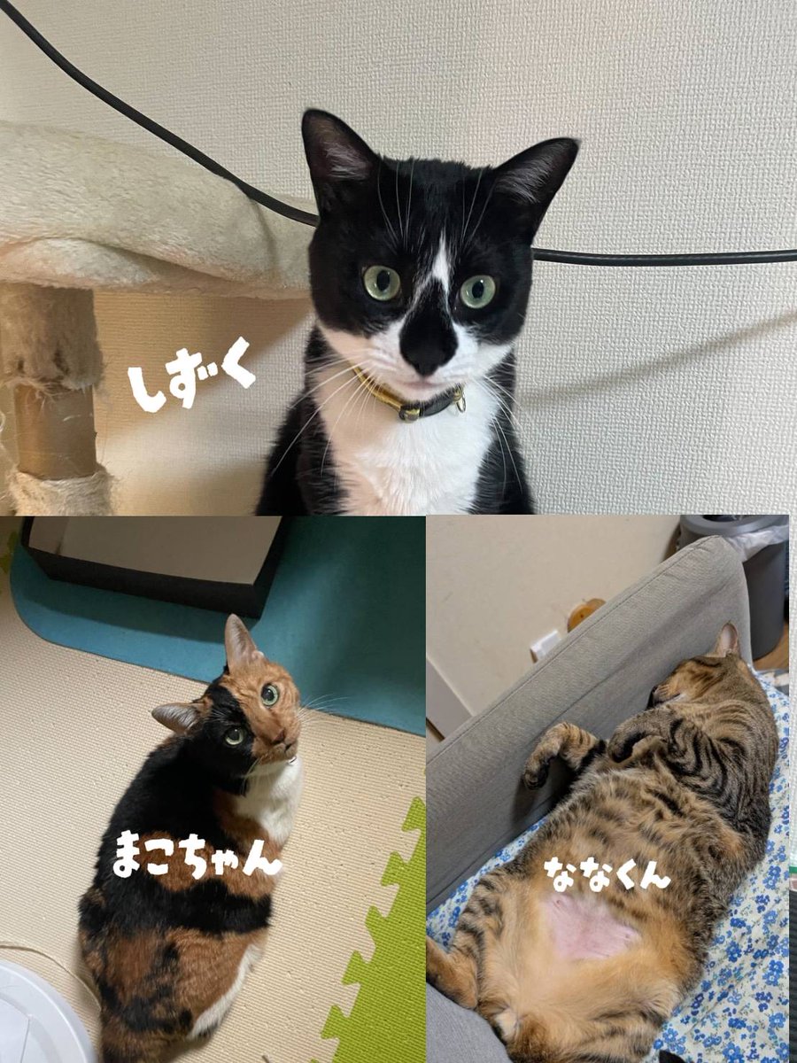 a_anpet's tweet photo. 中の人の親戚の家も実は保護猫がたくさんいます
#anpet #保護猫 https://t.co/0e8HIOMESh