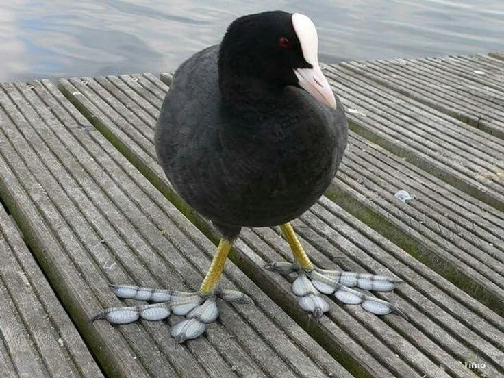 tired_ibis's tweet photo. woah........ such beautiful... shoes... erh.... sure.... if youre comfortable with it,,, https://t.co/OeHbFOTTrw