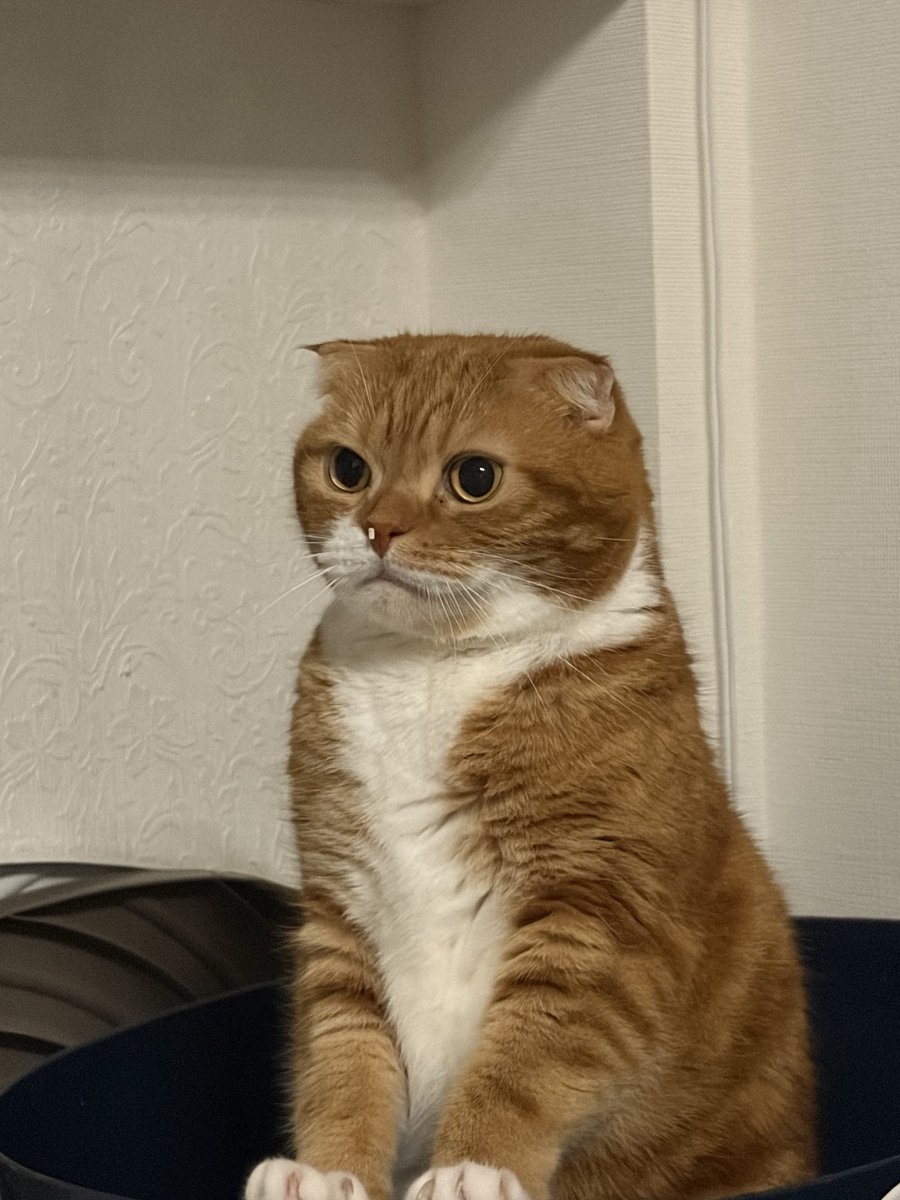 KKTKciva's tweet photo. 【激アツ】鼻にトイレ砂が付いてる事なんて1mmも気付かず、立ち💩をするモン https://t.co/Ak4X9r7dKH