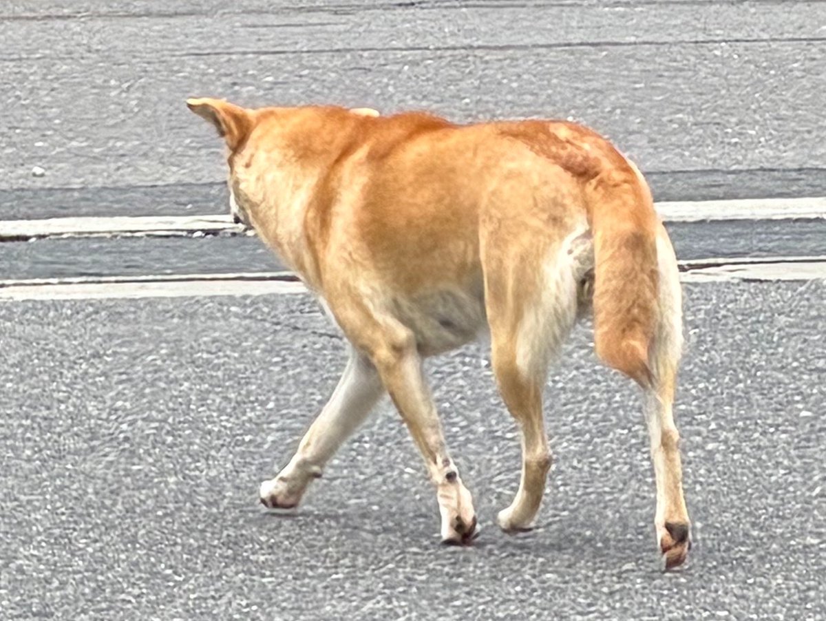 kuon_toriyama's tweet photo. 那須町にも野犬は居るけど、ロードキルされた個体は今のところ見た事無い。ロードキルされたタヌキ、ハクビシンの個体は見た事あるけど、ハクビシンが多い印象。ロードキル多い=生息数多いとは言いきれない(逆も然り)けど、野犬はよく見るから居ると思う。写真1枚目、2枚目は同一個体？ https://t.co/L8ROHkHl6L