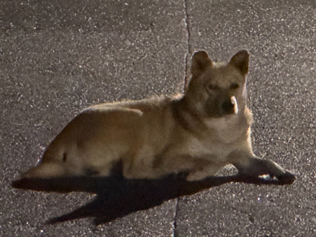 kuon_toriyama's tweet photo. 那須町にも野犬は居るけど、ロードキルされた個体は今のところ見た事無い。ロードキルされたタヌキ、ハクビシンの個体は見た事あるけど、ハクビシンが多い印象。ロードキル多い=生息数多いとは言いきれない(逆も然り)けど、野犬はよく見るから居ると思う。写真1枚目、2枚目は同一個体？ https://t.co/L8ROHkHl6L
