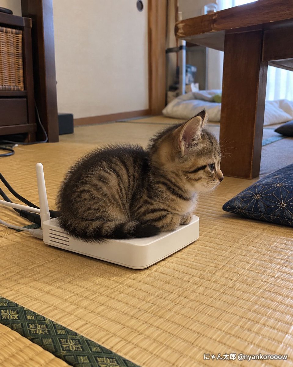 nyankorooow's tweet photo. 2.5頭身 https://t.co/ezVBOUOV8Z