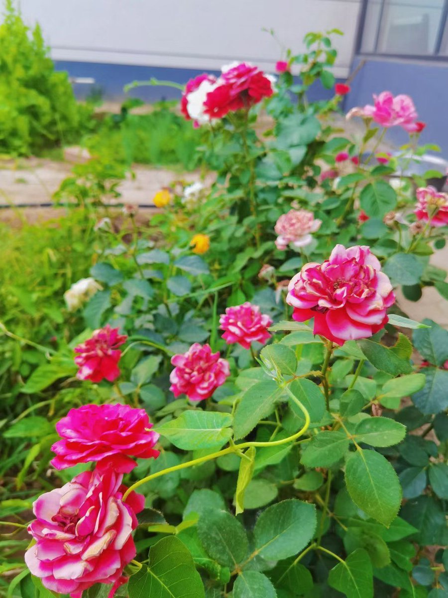 SharonButlfuhc's tweet photo. This study explores the green leaves of the vineyard by the ancient pond, the lush growth in the rural area is really attractive. https://t.co/gXjfTrLjgN