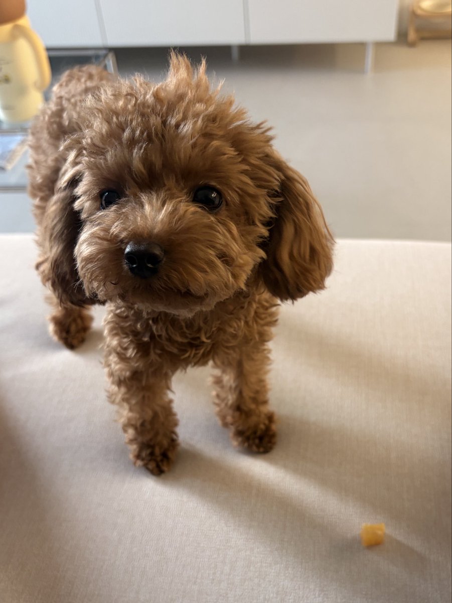 Migminmigm's tweet photo. 갑자기 어디서 고구마를 물고오더니
언니 앞에 툭 내려놓음..
감 동 되 🥹 https://t.co/730IWvQl4i