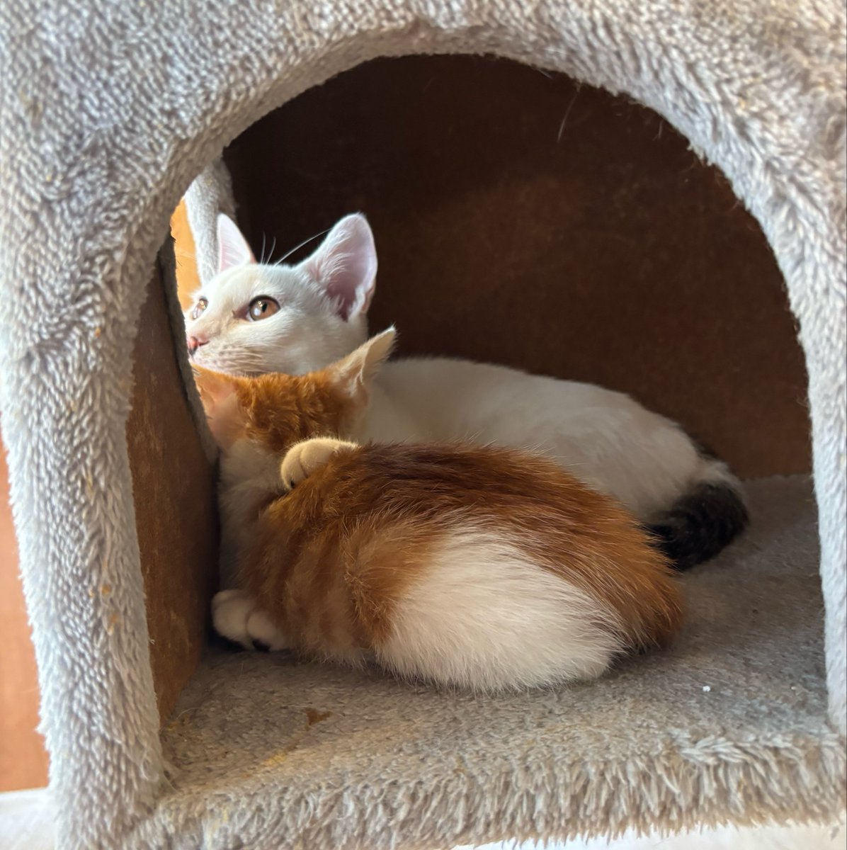 soratobu_tyappi's tweet photo. 子猫の顔を枕にする子猫。の図。

#かごにゃん　#キャットシェルター　#保護猫カフェ https://t.co/DLh1UO6tBA