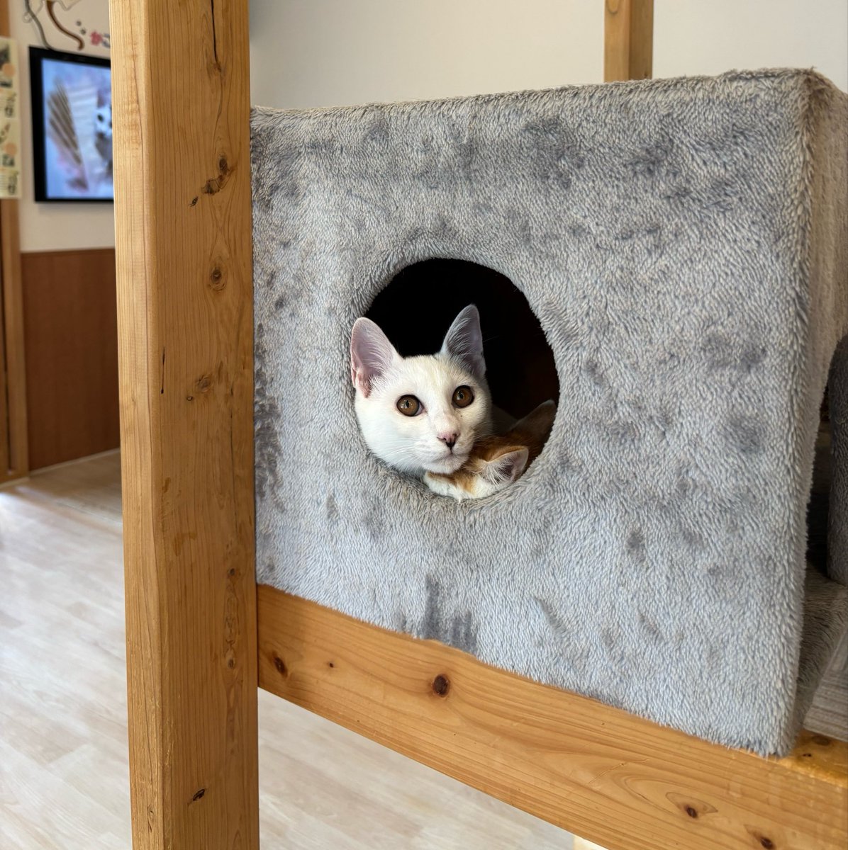 soratobu_tyappi's tweet photo. 子猫の顔を枕にする子猫。の図。

#かごにゃん　#キャットシェルター　#保護猫カフェ https://t.co/DLh1UO6tBA