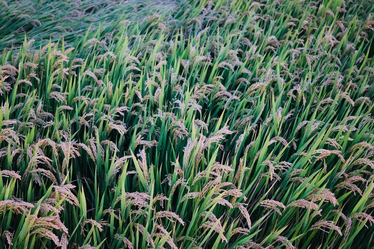eppidnbagixux's tweet photo. [A day of idleness, rice is fragrant, Wei's story is soft, the oval shadow of the lantern sways gently in the breeze]， https://t.co/d39UEi383b