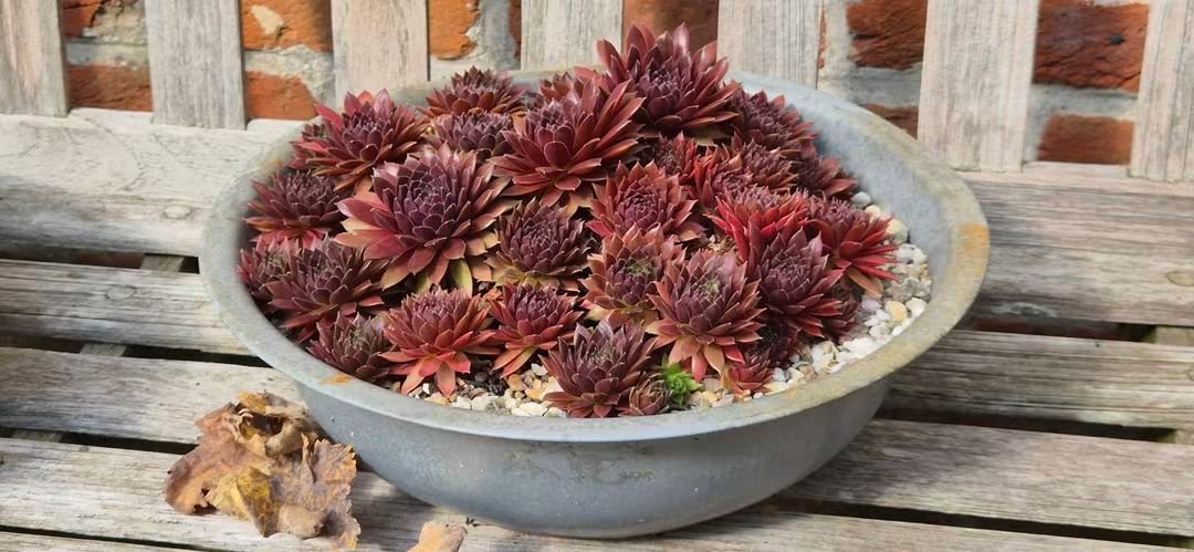 BeysDirk's tweet photo. Nazomer in de tuin https://t.co/obZWJhKZnS