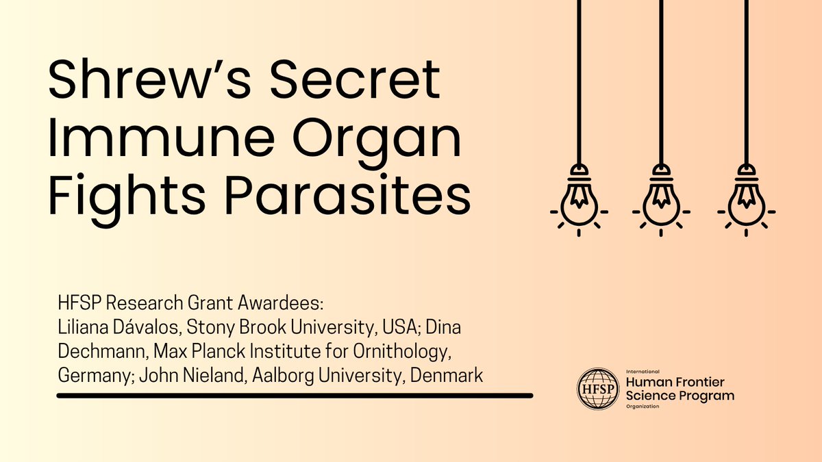 HFSP's tweet photo. Tiny shrews have their own specialized immune organ against parasites 

HFSP-supported research reveals how the pancreas of Aselli helps produce long-lived antibody-secreting cells, boosting immune protection in these high-energy mammals. 

🔗https://t.co/rZN6yCMhbx 

#sts 🧪 https://t.co/z80eBm5uQe
