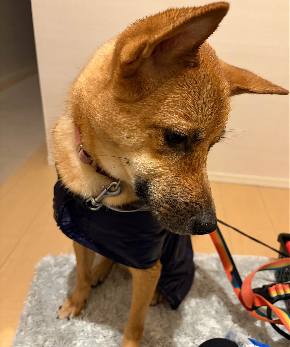 himemai1111's tweet photo. 朝は雨の中、散歩お疲れ様でした🐶🐾☔️
表情が疲れ切っている🤣笑

今日は家でまったり☺️
#雑種犬ユメ #保護犬 #雑種犬 https://t.co/NzgqS5FfgV