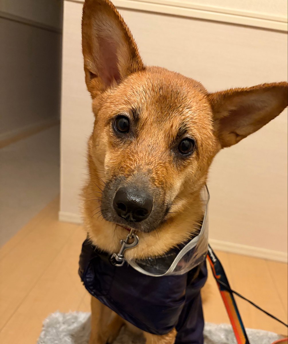 himemai1111's tweet photo. 朝は雨の中、散歩お疲れ様でした🐶🐾☔️
表情が疲れ切っている🤣笑

今日は家でまったり☺️
#雑種犬ユメ #保護犬 #雑種犬 https://t.co/NzgqS5FfgV