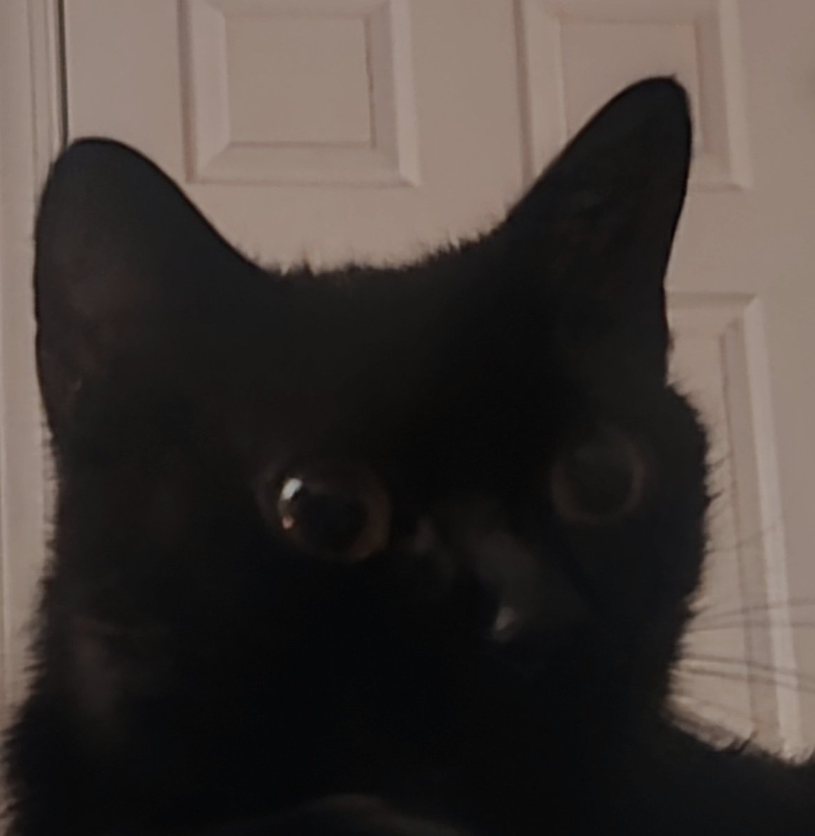 AlfredBloodyTTV's tweet photo. He's just like me https://t.co/W4qnGZ4jml