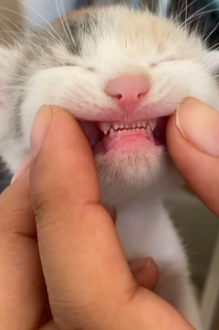 hwangteguie's tweet photo. teef 😭 https://t.co/dqsZfQZKje