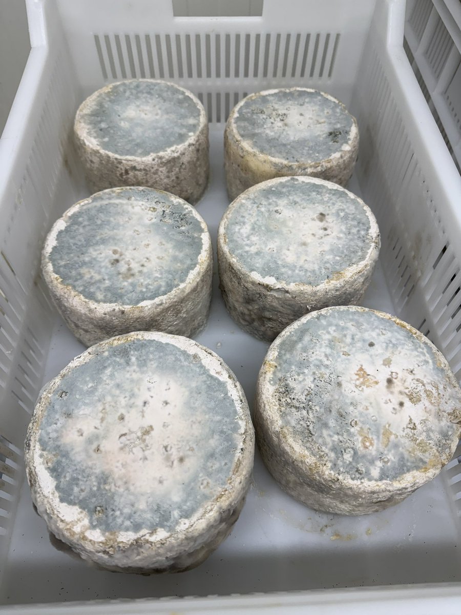 MarioOlianas's tweet photo. Super happy with the  flavour and taste of #Leedsblue #yorkshirepecorino #bluecheese https://t.co/05hD8xv3lG