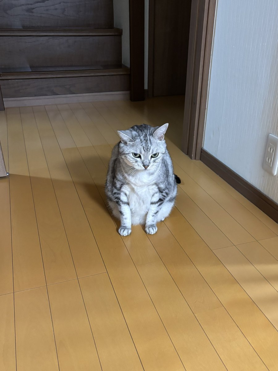 mifuyu_916's tweet photo. それぞれのごはん待ち https://t.co/nUaZ9UPPIJ
