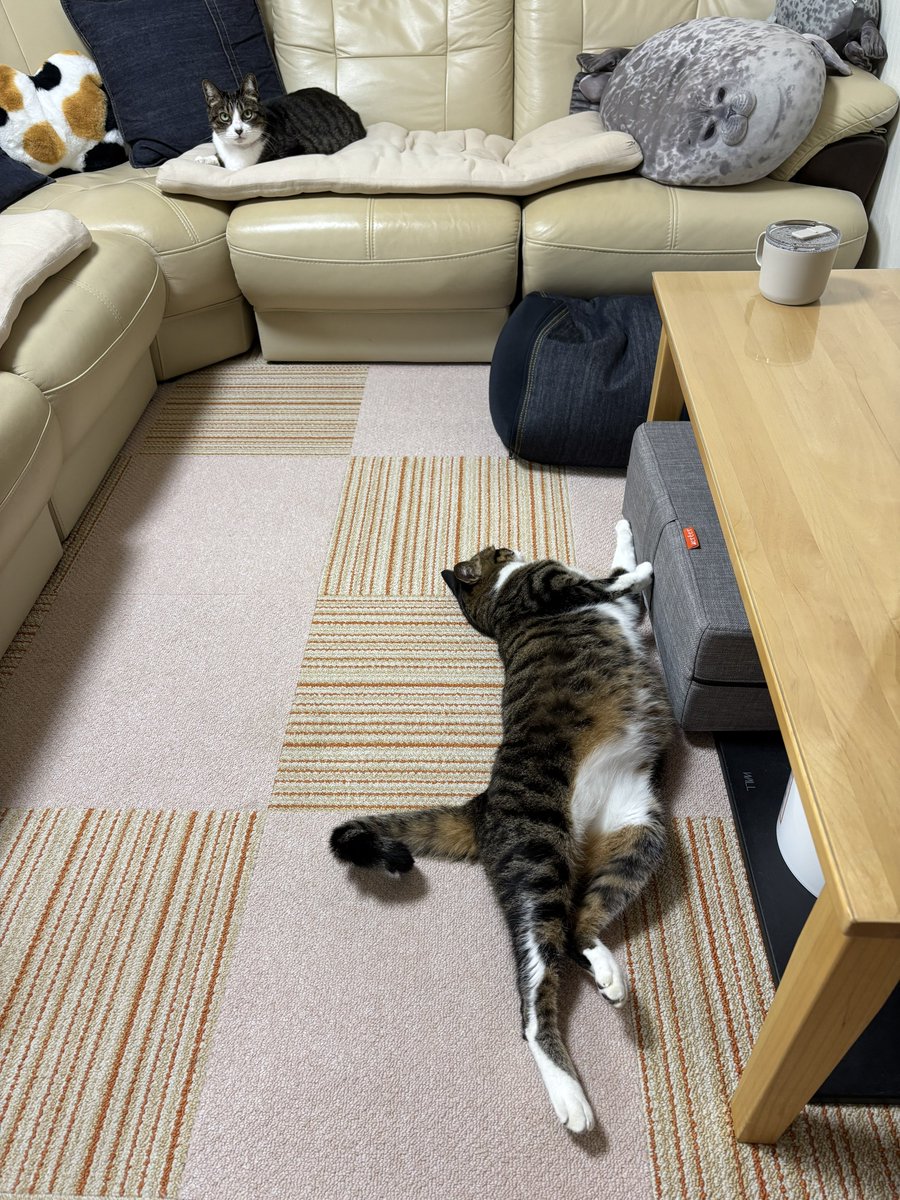 mifuyu_916's tweet photo. それぞれのごはん待ち https://t.co/nUaZ9UPPIJ