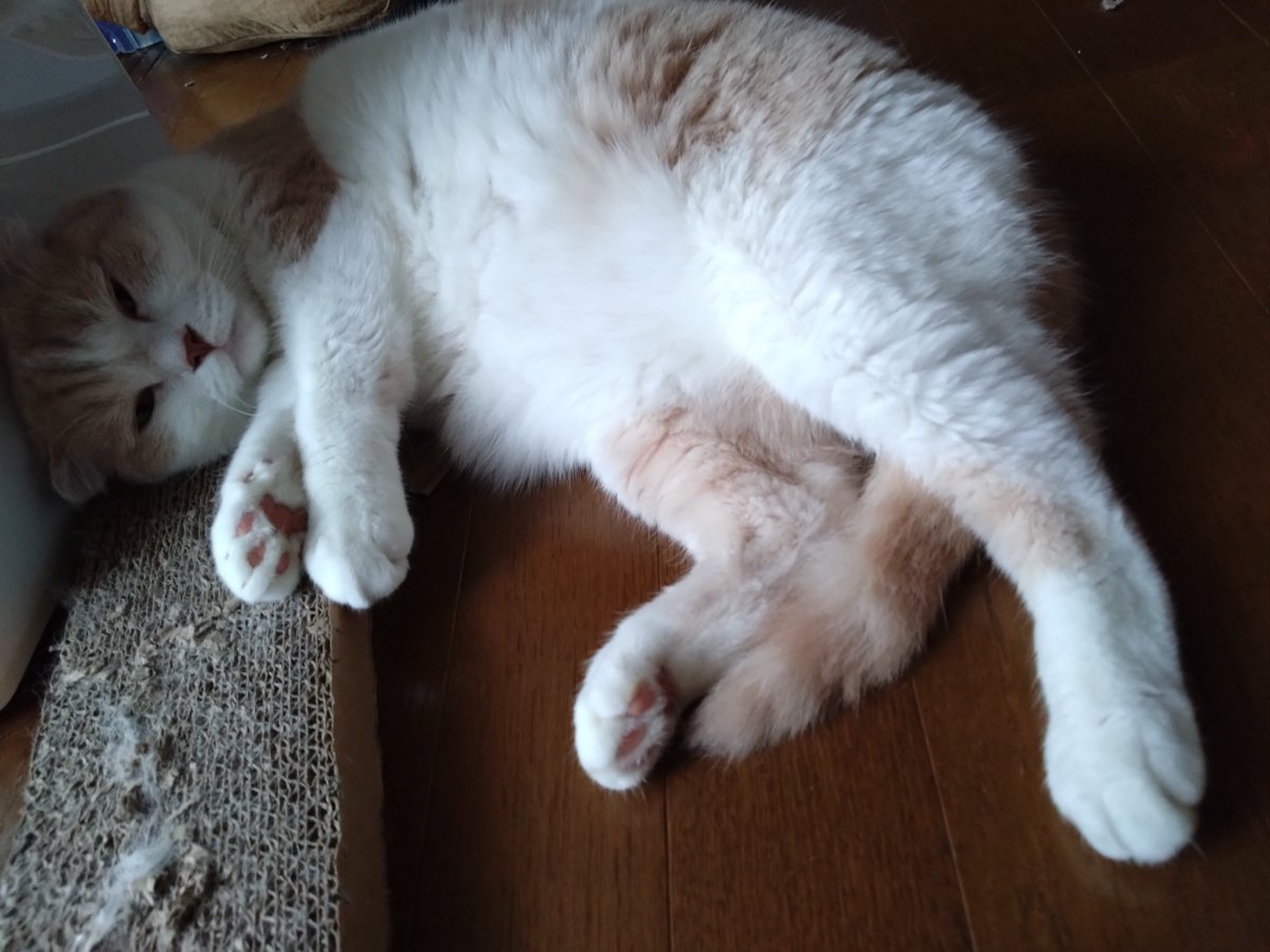Lucas2058981's tweet photo. Chonky
 #cat https://t.co/jLoEjVWO5m