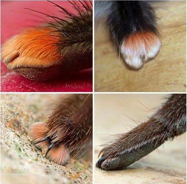 pmamtraveller's tweet photo. close-up macro photographs of tarantula feet which resemble tiny, fluffy paws. https://t.co/zApAVQUvuj