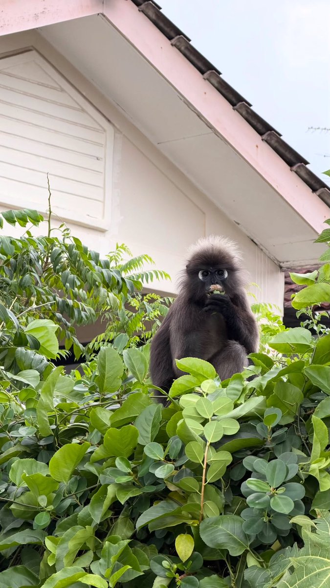 kongsiviralje's tweet photo. Comel je lutong ni makan kat depan rumah kita.

Lutong ni baik tau, dia jenis buat hal sendiri tak kacau orang tak agresif. Beza dengan monyet/kera boleh jadi agresif. 

Harap tak ada yang report dia. Kesian dia habitat banyak dah musnah, nak cari makan pun susah.

Kredit : emceeazim