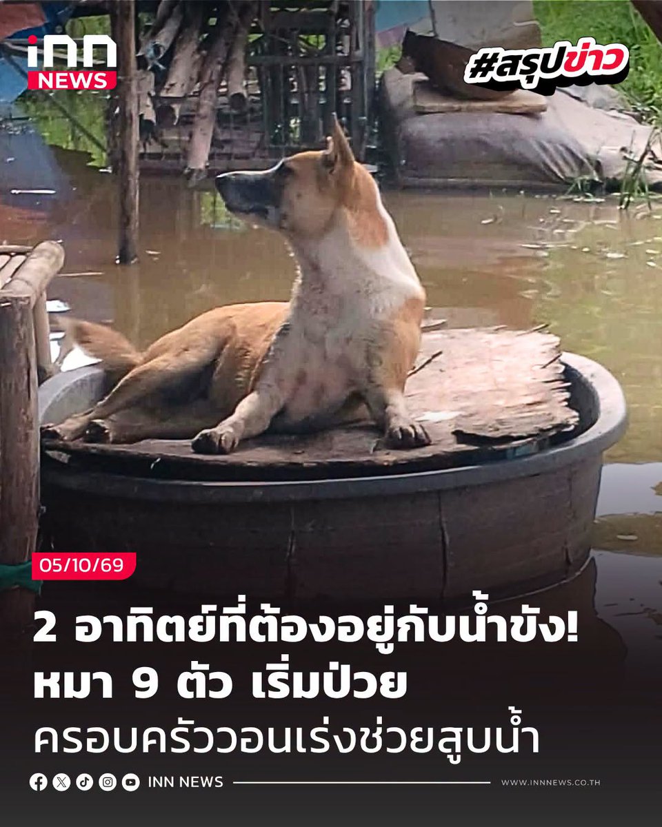 INNNEWS's tweet photo. 2 อาทิตย์ที่ต้องอยู่กับน้ำขัง! หมา 9 ตัว เริ่มป่วย ครอบครัววอนเร่งช่วยสูบน้ำ
*******
น้ำขังมาเป็นอาทิตย์แล้ว แต่ยังไม่มีทีท่าว่าจะออกไปไหน แถมตอนนี้เริ่มส่งกลิ่นเน่าเหม็น คนก็ลำบาก น้องหมาก็เริ่มป่วย ครอบครัวในคลองหก จ.ปทุมธานี ขอความช่วยเหลือด่วน ต้องการเครื่องสูบน้ำมาช่วยระบายน้ำออกจากบ้าน
.
เรื่องนี้ถูกเผยแพร่โดย คุณอวยพร ธีรสถาพร ซึ่งออกมาขอความช่วยเหลือ หลังที่บ้านมีน้ำแช่ขังมานานประมาณ 2 สัปดาห์ โดยภายในบ้านมีผู้หญิงสูงวัย 3 คน และน้องหมาอีก 9 ตัวที่ต้องอยู่กับน้ำขังตลอดช่วงที่ผ่านมา
.
คุณอวยพรระบุว่า ตอนนี้น้ำเริ่มส่งกลิ่นเน่าเหม็น และน้องหมาบางตัวเริ่มมีอาการ ตัวซีด เท้าเปื่อย และหนาวสั่น จึงกังวลว่าอาจป่วยเป็นปอดบวม และอยากรีบสูบน้ำออกจากบ้านโดยเร็วที่สุด
.
เบื้องต้นทางบ้านเคยแจ้งไปยัง อบต. แล้ว แต่ยังไม่มีความคืบหน้า จึงตัดสินใจขอความช่วยเหลือจากหน่วยงานหรือผู้ที่สามารถช่วยได้ เพราะตอนนี้ทั้งคนและน้องหมาต้องแช่อยู่กับน้ำขังมานานจนไม่ไหวแล้ว
.
สิ่งที่ต้องการในตอนนี้คือ เครื่องสูบน้ำ โดยระบุว่าค่าเครื่องสูบน้ำ รวมปลั๊ก สายไฟ และสายท่อปล่อยน้ำ อยู่ที่ประมาณ 4,000 บาท ซึ่งหากมีเครื่องพร้อมใช้งานก็สามารถนำมาสูบน้ำออกจากบ้านได้ทันที
.
คุณอวยพรจึงขอความเมตตาจากผู้ที่สามารถช่วยเหลือได้ จะเป็นการช่วยสมทบทุนคนละเล็กละน้อย หรือช่วยประสานหาเครื่องสูบน้ำให้ก็ได้ เพราะตอนนี้สิ่งที่ครอบครัวต้องการที่สุดคือ เอาน้ำออกจากบ้านให้เร็วที่สุด
.
อย่างไรก็ตาม สามารถช่วยเหลือหรือประสานหน่วยงานที่เกี่ยวข้องได้ จุดเกิดเหตุอยู่ที่ บ้านเลขที่ 10/3 หมู่ 2 ซอยคลองหกตะวันออก 28 ต.คลองหก อ.คลองหลวง จ.ปทุมธานี 12120 โดยสามารถติดต่อ คุณอวยพร ธีรสถาพร โทร. 089-334-4112 เพื่อสอบถามรายละเอียดและประสานความช่วยเหลือได้

#น้ำท่วม
#น้ำขัง
#คลองหก
#ปทุมธานี
#ไอเอ็นเอ็นสรุปข่าว
#innสรุปข่าว
#INNNEWS