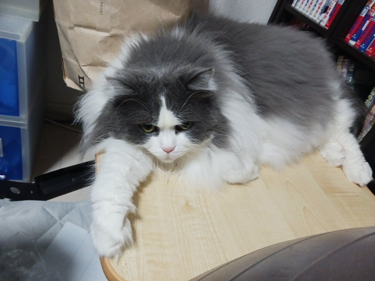 Cream_Ran_cat's tweet photo. イケメンやなぁ
女の子やけど https://t.co/CIcJUMr9yD