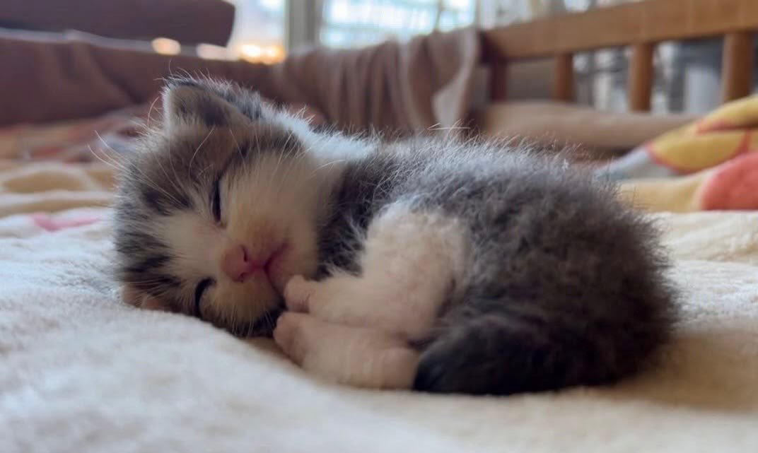 TheMeowFlix's tweet photo. https://t.co/X9rtASE1FY