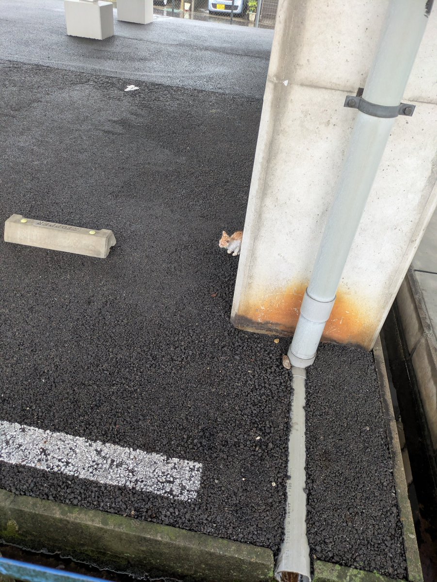 snnnov's tweet photo. ➀➁拾った日(大雨で濡れてた)➂3ヶ月後。今。お姫様。天使 https://t.co/SBy8ToPU4O