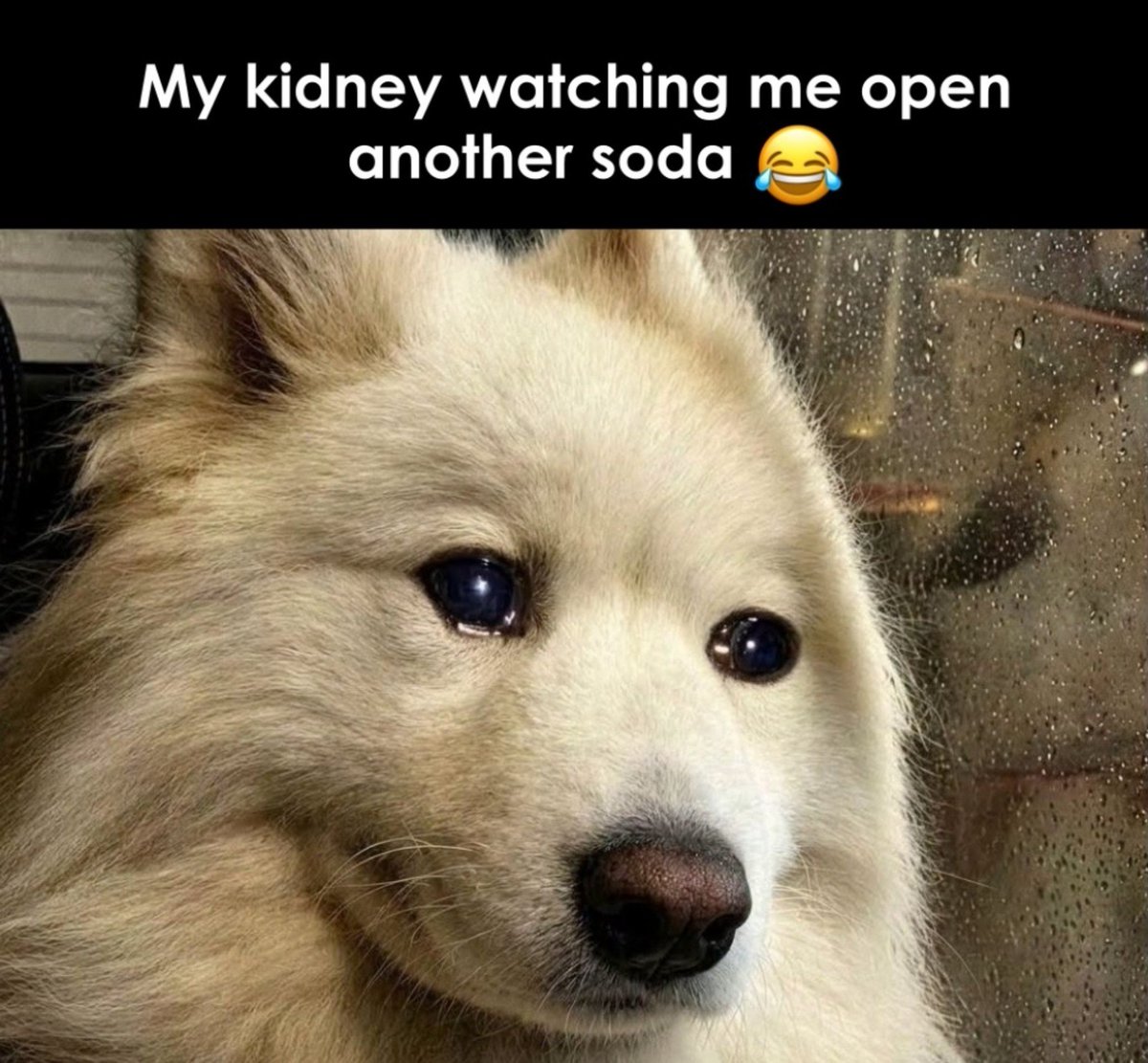 Avaniiaf's tweet photo. Kidney 🥺 https://t.co/8M8qTccgmr