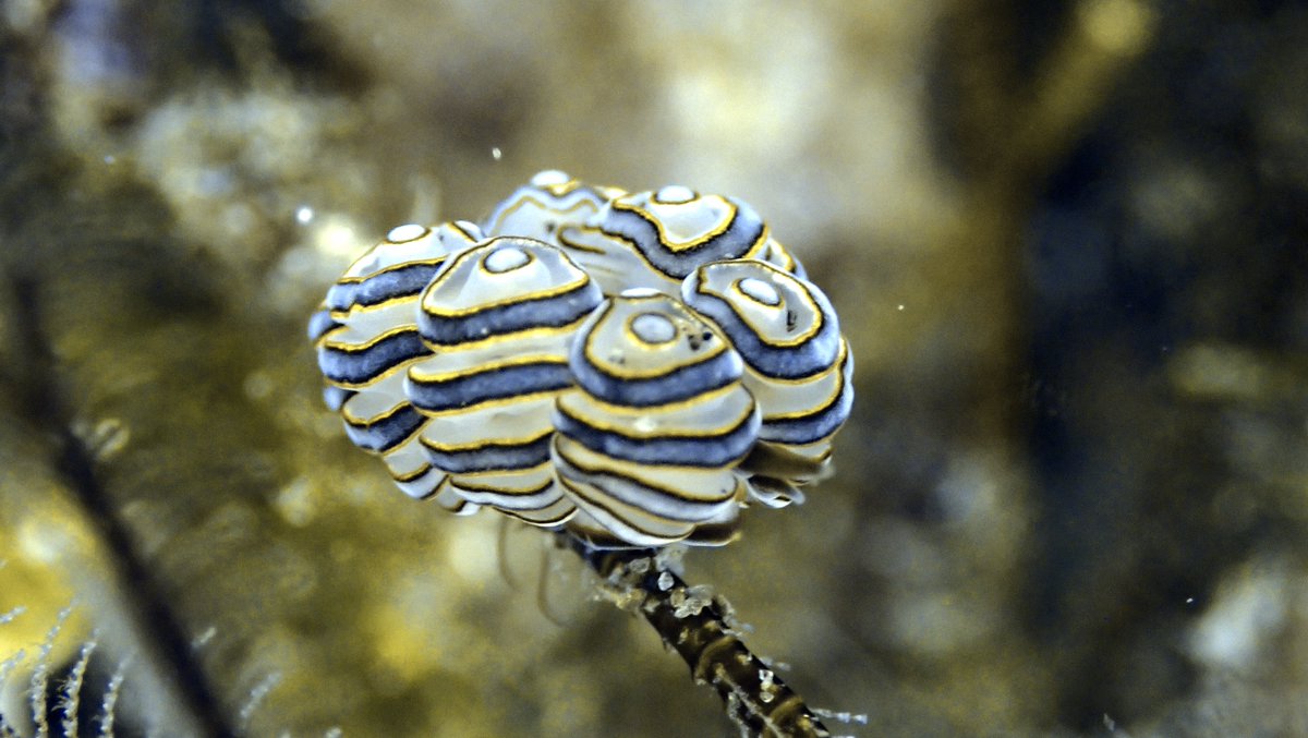 aromahotExtreme's tweet photo. これはバリ島のウミウシたち https://t.co/3j4oyWNh69